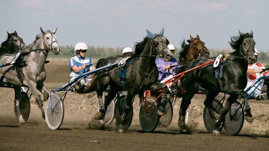 Воронежцев пригласили на соревнования по конному спорту