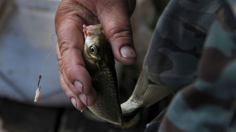 В водоемах Воронежской области  рыбу проверят на паразитов