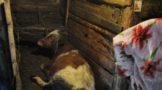 В Воронеже пошла под суд хозяйка теленка, зараженного сибирской язвой