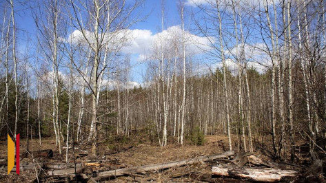 В лесах Подгоренского района приступили к вырубке больных и сухих деревьев