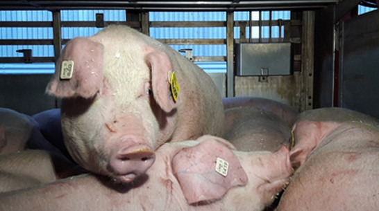 В Воронежскую область привезли 749 свиней из Канады
