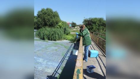 Росприроднадзор проверит качество воды в районе Масловского затона в Воронеже