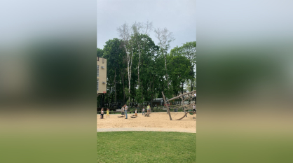 В воронежском парке «Орленок» вырубят 4 дерева