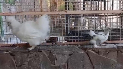 В Воронежском зоопарке вылупился цыпленок китайской шелковой курицы