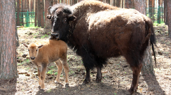 В Воронеже у бизонов Малдера и Мапрельки родился Месси