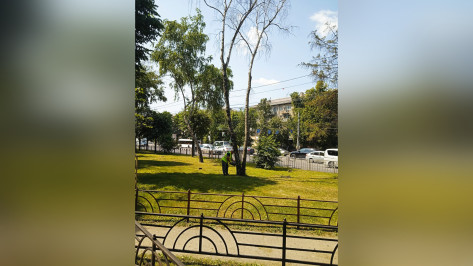 На Московском проспекте в Воронеже вырубят 16 деревьев