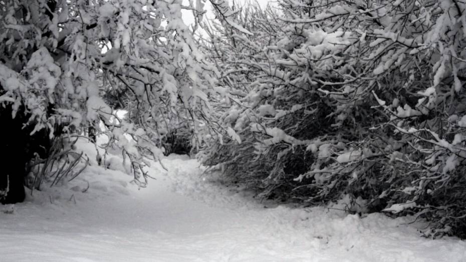 Синоптики спрогнозировали сильный ветер и снегопад в Воронежской области 23 ноября