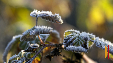 В Воронежской области ожидаются заморозки до -3 градусов