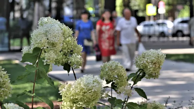На День России в Воронеже ожидается 34-градусная жара