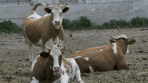 Экс-гендиректор воронежской молочной фирмы получил срок за создание «финансовой пирамиды»
