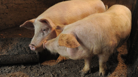 Воронежская область вошла в тройку лидеров субъектов РФ по производству свинины