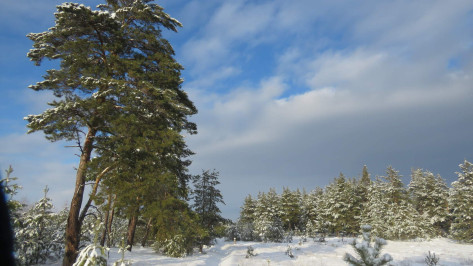 Хоперский заповедник пригласил воронежцев на новогодние экскурсии по зимнему лесу