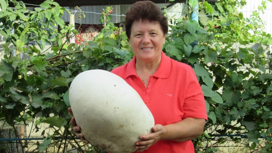 В Павловском районе жители нашли 7-килограммовый гриб дождевик