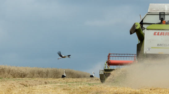 Воронежский «Продимекс» собрал второй по объему урожай зерновых за время работы в регионе 