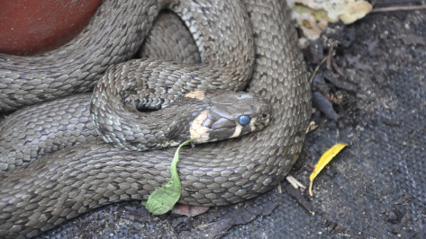 Воронежцы вызвали спасателей из-за найденного в палисаднике ужа