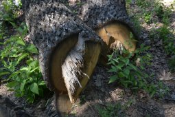 Директора филиала воронежского лесничества оштрафовали за незаконную вырубку деревьев