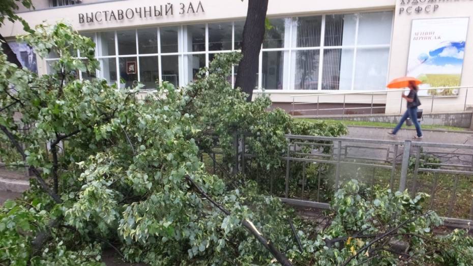 Шквалистый ветер оборвал провода в 28 местах Воронежа