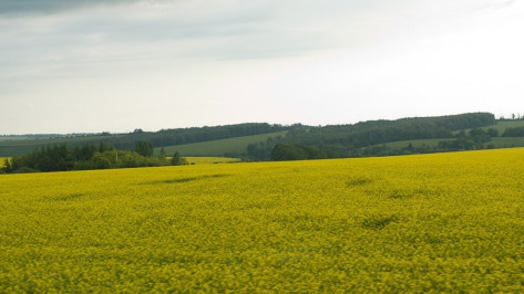 Воронежская область оформила более 100 тыс га бесхозных земель в 2014 году