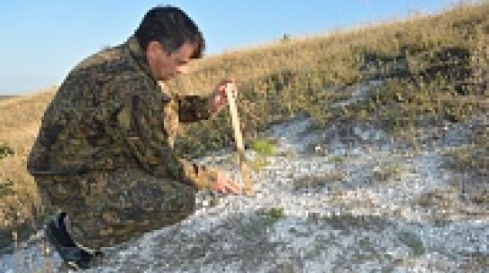 Вымирающие меловые сосны прижились в Нижнедевицком районе