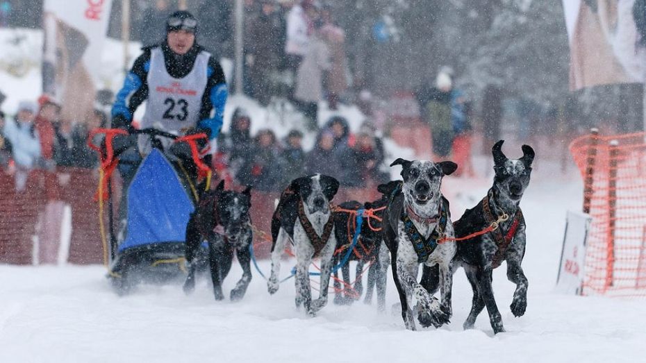 Воронежские собачьи упряжки отправятся на гонки в Карелию