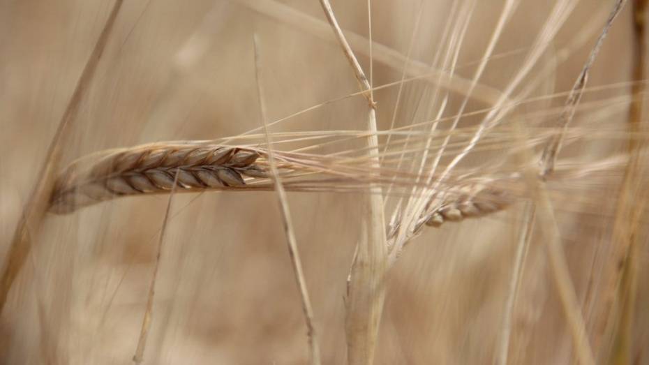 В Воронежской области собрали 4,08 млн т зерна
