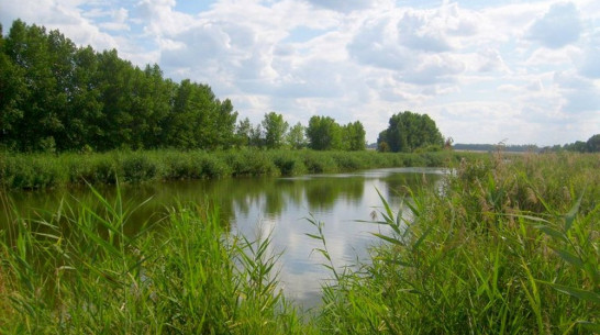 В пруду под Бутурлиновкой утонул 15-летний подросток