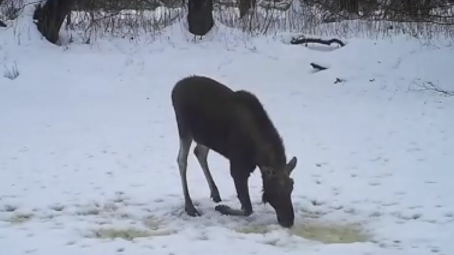 Утоляющий жажду лось попал на видео в Воронежском заповеднике