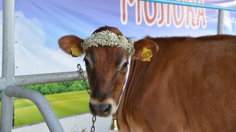 Воронежстат: в регионе увеличили производство мяса и молока