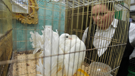 Воронежцев призвали отказаться от покупки диких птиц на Благовещение 