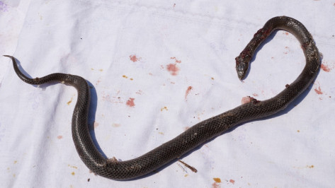 В Воронежской области женщина убила лопатой гадюку