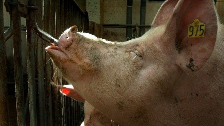 Воронежские власти предложили регистрировать свиней