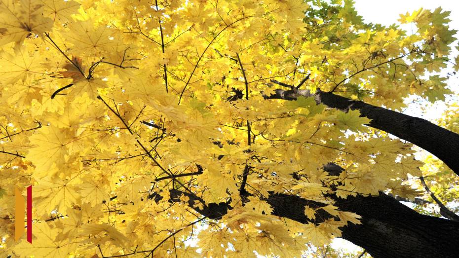 В Воронежской области потеплеет до +15 градусов