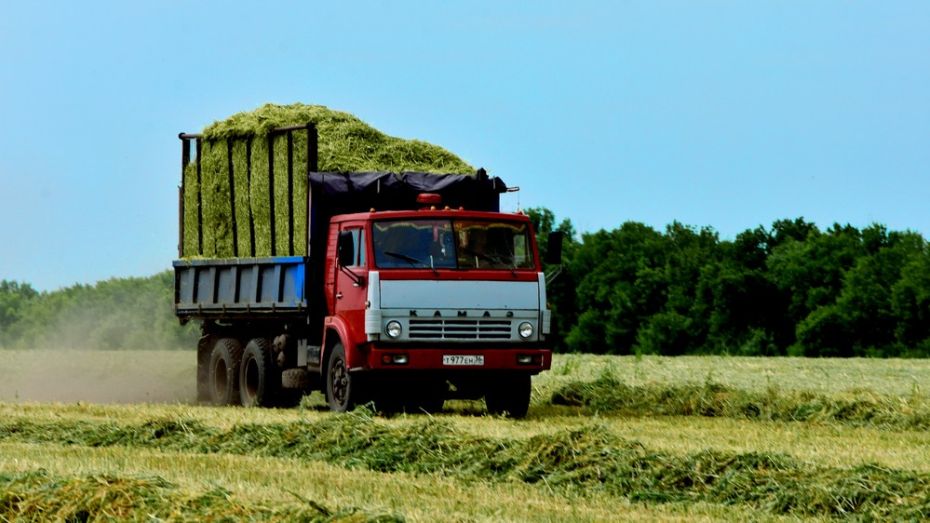 Калачеевские аграрии собрали рекордный урожай ранних зерновых
