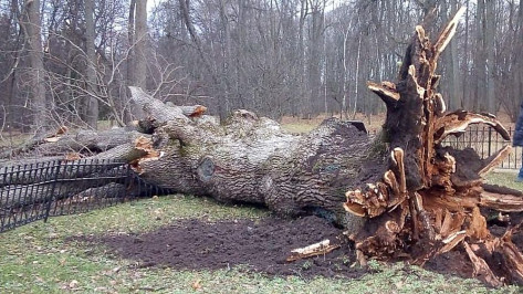 Специалисты из Воронежа клонировали 200-летний Тургеневский дуб