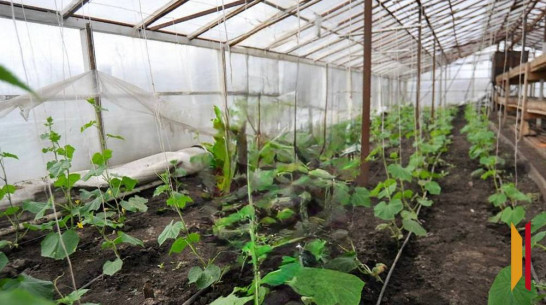 Появились подробности истории с «рабством» на ферме в Воронежской области