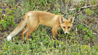 ДТП с 3 жертвами в Воронежской области спровоцировала лиса