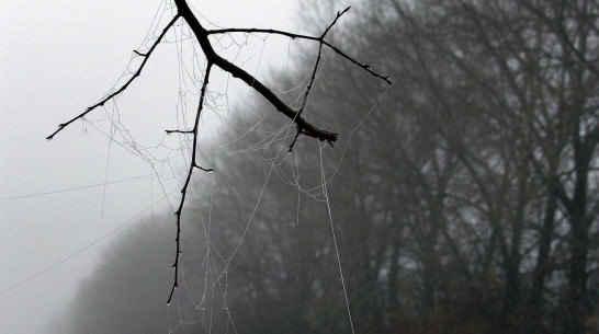 Безработные воронежцы очистят леса от сухостоя