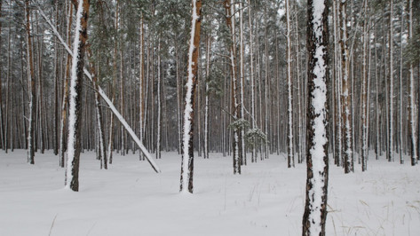 Организатор вырубки леса в Воронежской области оказался предпринимателем