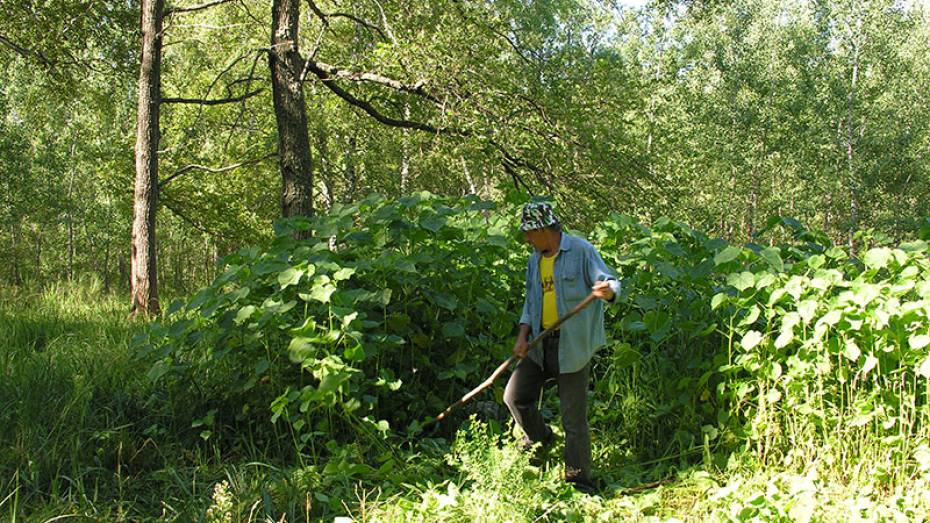 В Воронежском заповеднике обнаружили шесть новых видов лишайников
