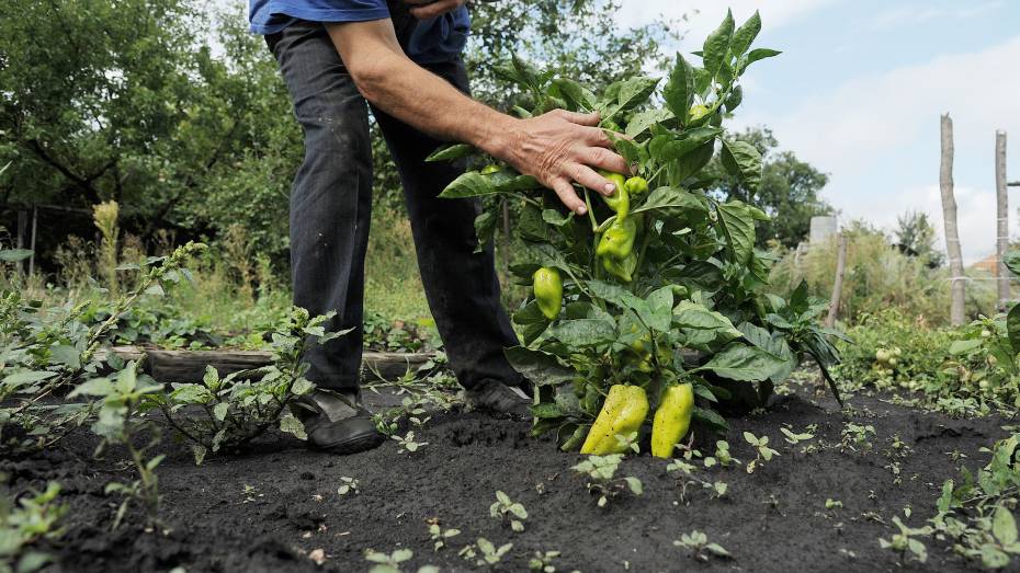 Воронежцев пригласили принять участие во Всероссийской акции «Добрый огород»