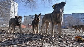 Воронежские следователи проверят сообщения о нападении собак на детей