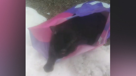 В Воронеже выбросили на улицу котенка в пакете