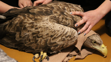 Сотрудники воронежского заповедника нашли раненую краснокнижную птицу