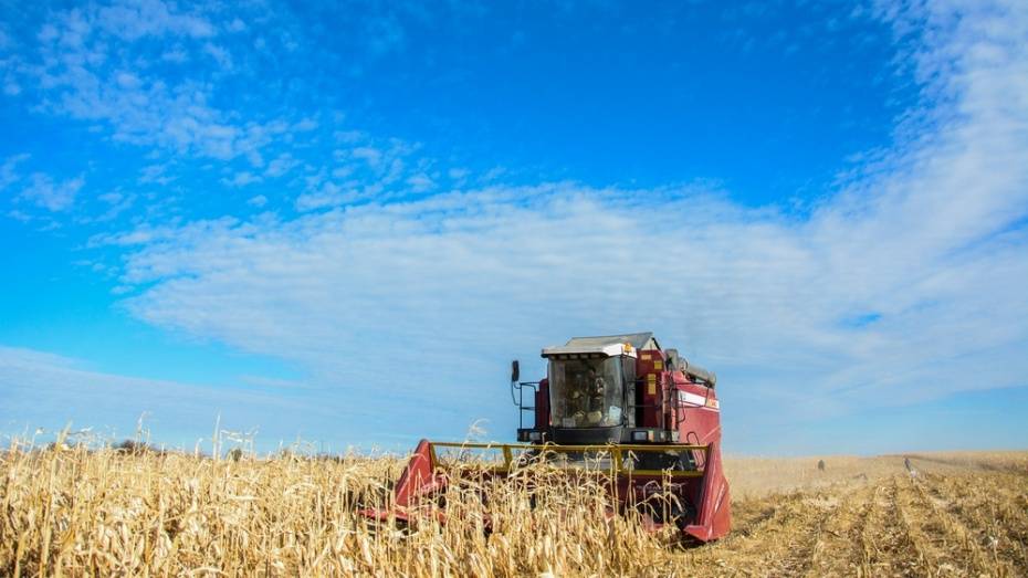 Аграрии Воронежской области собрали второй миллион тонн зерна