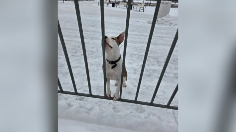 В Воронеже на Адмиралтейской площади потерявшаяся собака третий день ждет хозяина