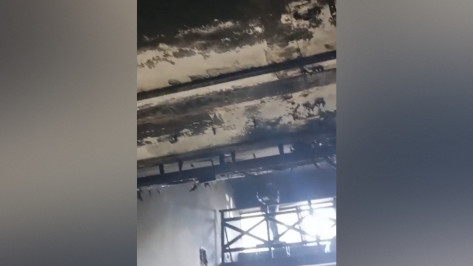 Появилось видео из сгоревшего котокафе в Воронеже