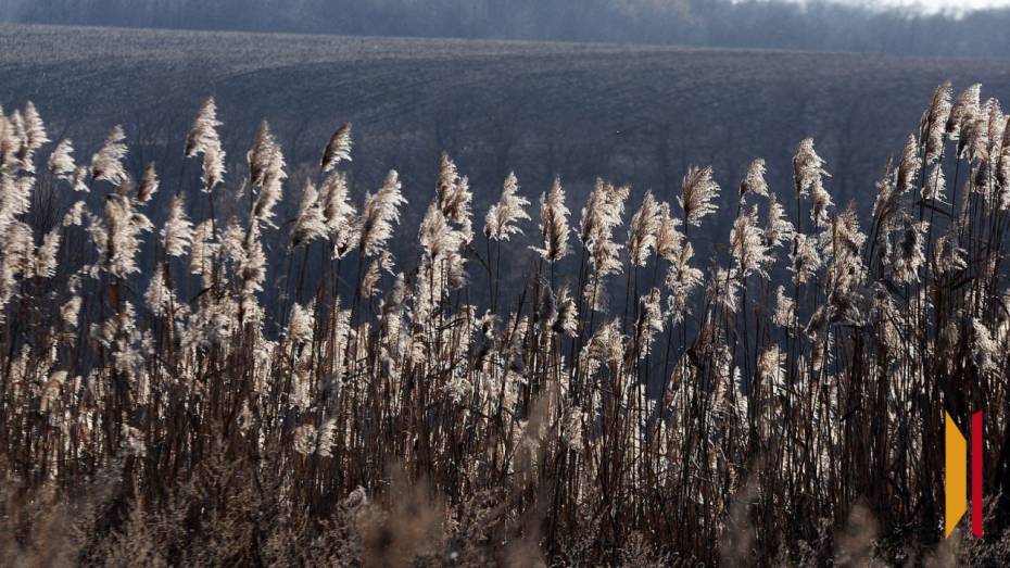 Воронежское агропредприятие несколько лет игнорировало повышение платы за аренду земли