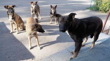Стаю агрессивных собак заметили в центре Воронежа на проспекте Революции