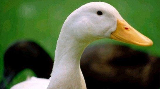 Богучарские госавтоинспекторы остановили пьяного мотоциклиста, перевозившего три мешка с крадеными птицами