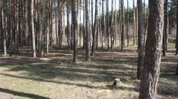 Воронежцы высадили на Кожевенном кордоне 6 тыс берез